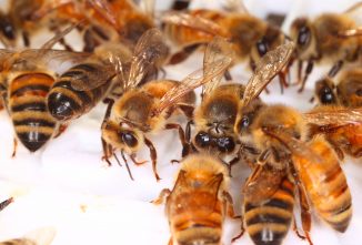 The Unsolved Mystery: Washboarding Behavior in Bees